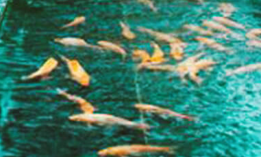 景觀(guān)園林設計?幾種常見(jiàn)的構思方法